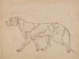 Vergleichende anatomische Darstellung der Struktur des menschlichen Körpers mit der eines Tigers und einer Kuh